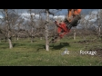 Apple Tree Removed 3 1585